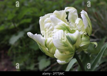 Tulipa gesneriana var dracontia ‘Weißer Papagei’ Papagei 10 Weißer Papageientulpe - gedrehte, cremig-weiße Blütenblätter, grüne Flammen, grüne Streifen, grüne Feder Stockfoto