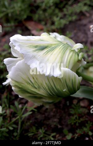 Tulipa gesneriana var dracontia ‘Weißer Papagei’ Papagei 10 Weißer Papageientulpe - gedrehte, cremig-weiße Blütenblätter, grüne Flammen, grüne Streifen, grüne Feder Stockfoto