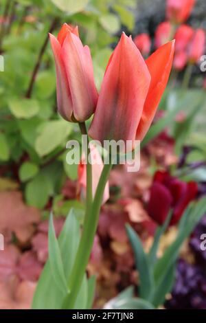 Tulipa ‘Orange Brilliant’ Fosteriana 13 Orange brillante Tulpe - tieforange Blüten, dunkelgrüne Flammen, April, England, Großbritannien Stockfoto