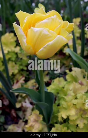 Tulipa ‘Yellow Mountain’ Double Late 11 Yellow Mountain Tulpe – doppelte gelbe Blüten, weiße Ränder, April, England, Großbritannien Stockfoto