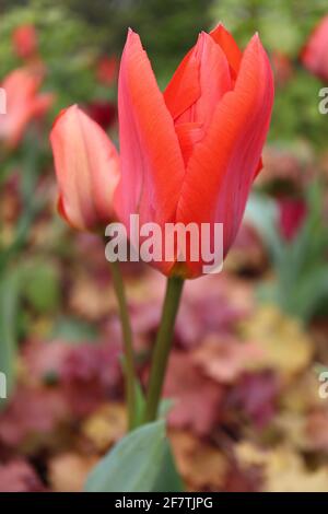 Tulipa ‘Orange Brilliant’ Fosteriana 13 Orange brillante Tulpe - tieforange Blüten, dunkelgrüne Flammen, April, England, Großbritannien Stockfoto