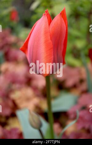 Tulipa ‘Orange Brilliant’ Fosteriana 13 Orange brillante Tulpe - tieforange Blüten, dunkelgrüne Flammen, April, England, Großbritannien Stockfoto