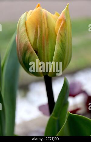Tulipa ‘Monte Orange’ Double Early 2 Monte Orange Tulpe - orange gelbe Blüten mit grünen, roten und orangefarbenen Streifen, lila Stiel. Stockfoto