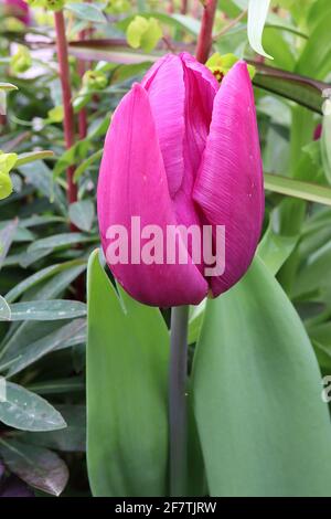 Tulipa ‘Purple Prince’ Single Early 1 Purple Prince Tulpe – lila Blüten, lila Ränder, gelbe Basis, April, England, VEREINIGTES KÖNIGREICH Stockfoto