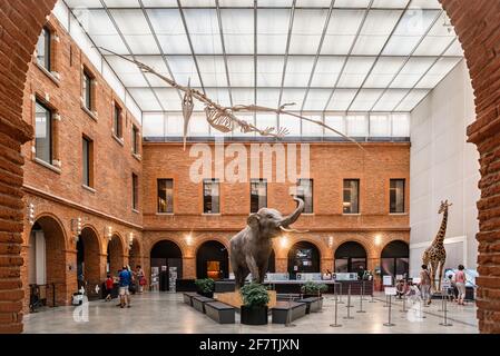 Toulouse, Ozitanien, Frankreich; 21. Juli 2018: Haupteingang des Naturhistorischen Museums mit einem gefüllten Elefanten und einem Quetzalcoatlus-Fossil Stockfoto