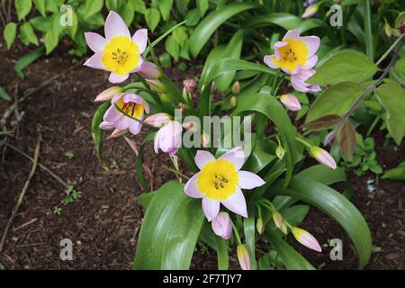 Tulipa saxatilis ‘Lilac Wonder’ Art Tulpe 15 saxatilis Lilac Wonder Tulpe - Fliederblätter, große gelbe Basis, April, England, UK Stockfoto