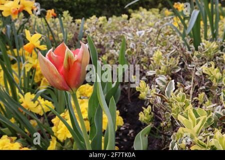 Tulipa ‘Mayflower’ Single Late 5 Mayflower Tulpe - Buffblumen, breite rote Ränder, blassgrüne Flamme, April, England, VEREINIGTES KÖNIGREICH Stockfoto