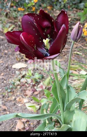 Tulipa ‘Queen of Night’ Single Late 5 Queen of Night Tulpe – dunkelviolette kastanienbraune Blüten, April, England, Großbritannien Stockfoto