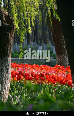 Helle und lebendige Frühlingsfarben in einem chinesischen öffentlichen Park. Dieser befindet sich am Rande des Nan Hu oder Südsees in Jiaxing. Stockfoto