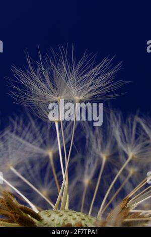 Vertikale Makroaufnahme von Dandelionensamen Stockfoto
