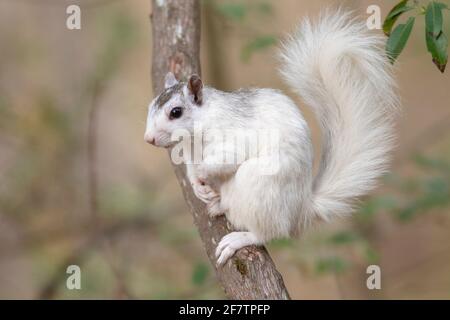 Weißen Eichhörnchen - Farbe Variante des östlichen Grauhörnchen (Sciurus carolinensis) - Brevard, North Carolina, USA Stockfoto