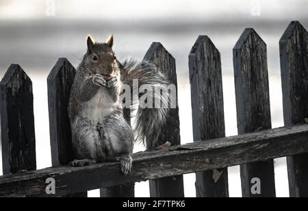 Eichhörnchen steht auf einem Zaun und frisst Nüsse Stockfoto