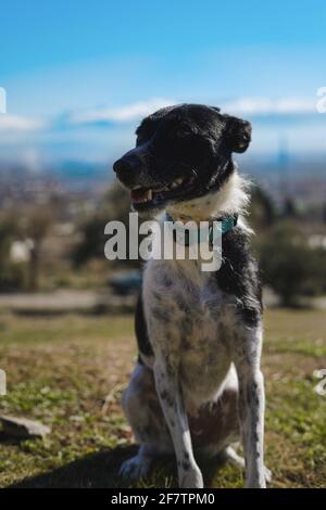 Nahaufnahme eines schwarz-weiß gepunkteten Texas Heeler Hund mit blauem Kragen, der in der Sonne sitzt Stockfoto