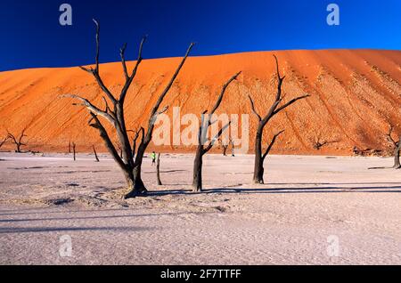 Deadvlei ist eine weiße Lehmpfanne befindet sich in der Nähe der berühmteren Salz Pfanne des Sossusvlei im Namib-Naukluft Park in Namibia. Stockfoto