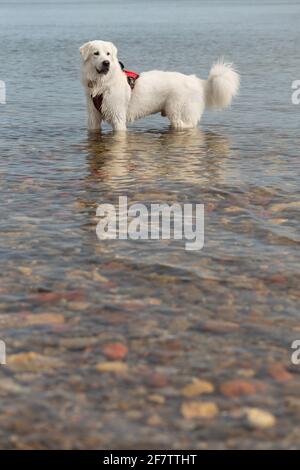 Weißer Hund mit rotem Geschirr, der im Wasser des Sees in Cherry Beach, Toronto, ON, Kanada, steht. Stockfoto