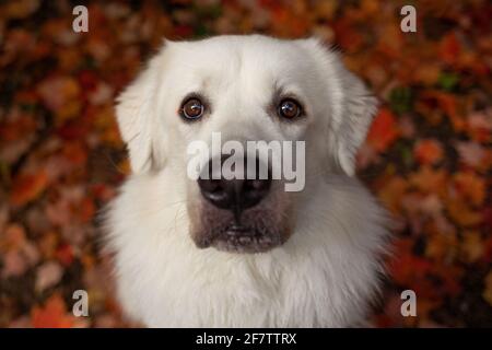 Weißer Hund, der in das Kameraobjektiv schaut. Rote Blätter im Hintergrund. Stockfoto