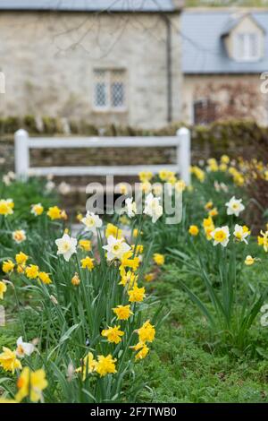 Frühling Narzissen im cotswold Dorf Swinbrook, Cotswolds, Oxfordshire, England Stockfoto