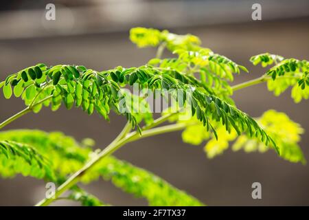 moringa oleifera Pflanzen Stockfoto