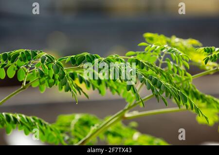 moringa oleifera Pflanzen Stockfoto