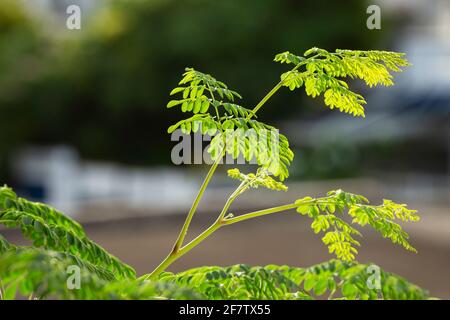 moringa oleifera Pflanzen Stockfoto