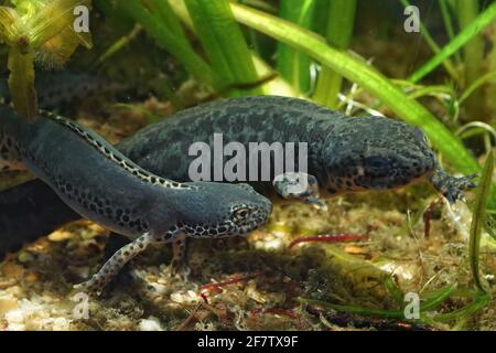 Männlicher griechischer Alpin-Neuling, Ichthyosaura alpestris veluchiensis, nähert sich einem Weibchen Stockfoto