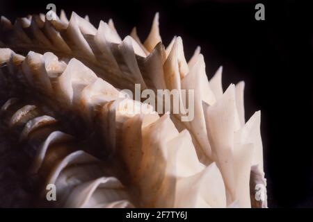 Detail zeigt die blattartigen Schuten oder Flöten einer tridacna-Muschel. Tridacna-Muscheln kommen im Indo-Pazifik und im Roten Meer vor. Stockfoto