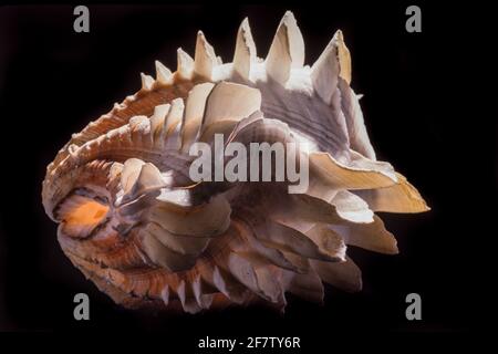 Detail zeigt die blattartigen Schuten oder Flöten einer tridacna-Muschel. Tridacna-Muscheln kommen im Indo-Pazifik und im Roten Meer vor. Stockfoto