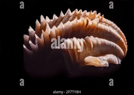 Detail zeigt die blattartigen Schuten oder Flöten einer tridacna-Muschel. Tridacna-Muscheln kommen im Indo-Pazifik und im Roten Meer vor. Stockfoto