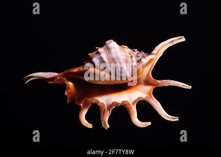 Die Orange Spider Conch Shell, Lambis crocata, ist eine große Spinnenschnecke, die im Indischen Ozean rund um das Mascarene Basin gefunden wird. Stockfoto