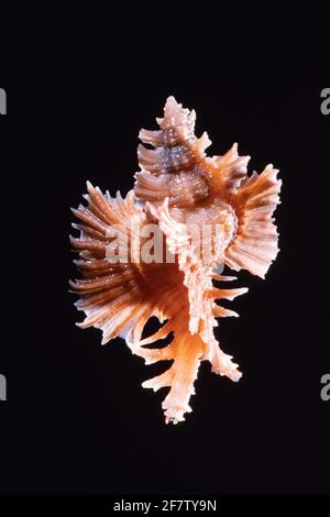 Rosenzweig Murex, Chicoreus palmarosae, eine räuberische Seeschnecke, die von Sri Lanka bis Japan gefunden wurde. Stockfoto