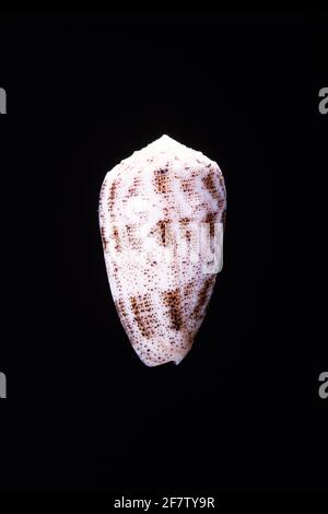 Der sandgestaubte Kegel, Conus arenatus, ist eine giftige Seeschnecke, die im Roten Meer und im Indo-Pazifik-Raum gefunden wird. Stockfoto