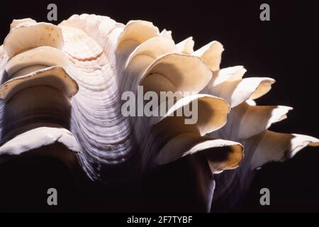 Detail zeigt die blattartigen Schuten oder Flöten einer tridacna-Muschel. Tridacna-Muscheln kommen im Indo-Pazifik und im Roten Meer vor. Stockfoto