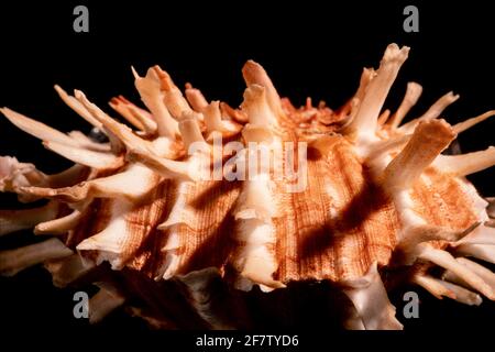 Detail einer dornigen oder spiny Oyster, Spondylus-Art, die an der Pazifikküste Mexikos durch Südamerika gefunden wurde. Stockfoto