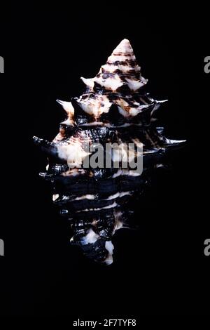 Keramikvase, Vasum ceramicum, eine räuberische Seeschnecke, die von Ostafrika bis Ost-Polynesien gefunden wurde. Stockfoto