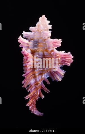 Fluted Murex, Chicoreus laqueatus, eine räuberische Seeschnecke, die von Japan bis Hawaiil gefunden wurde Stockfoto