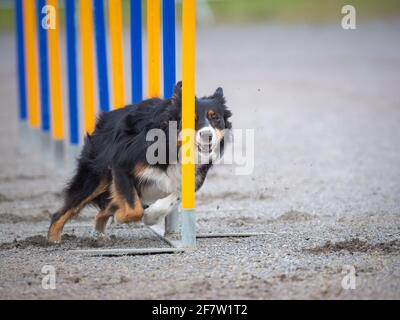 Nahaufnahme eines Border Collie, der Slalom auf einem macht Agility-Kurs für Hunde Stockfoto