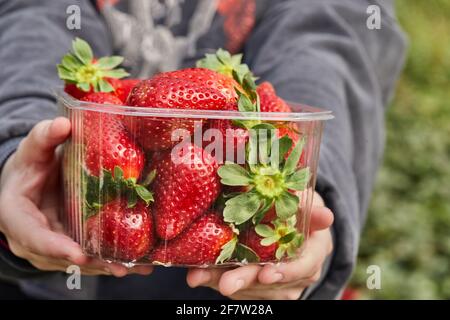 Pflücken frischer Erdbeeren auf dem Bauernhof, Nahaufnahme der Hand eines Teenagers mit frischen Bio-Erdbeeren in einer Schachtel. Stockfoto
