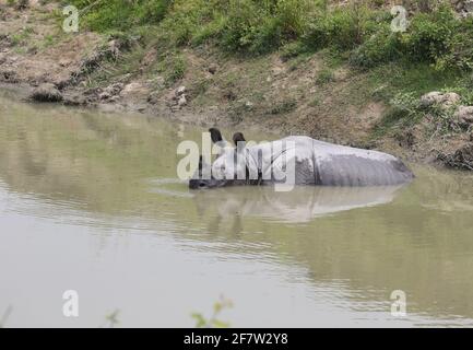 Ein gehörntes Nashorn, das im Kaziranga-Nationalpark im Wasser schwelgt Stockfoto