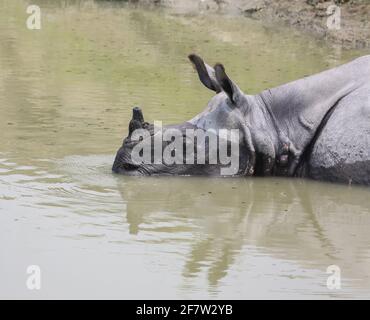Ein gehörntes Nashorn, das im Kaziranga-Nationalpark im Wasser schwelgt Stockfoto