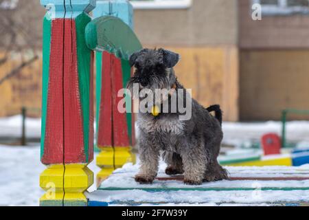 Porträt eines schönen bärtigen grauen Miniatur-Schnauzer-Hundes, der im Winter auf einem Spielplatz sitzt. Stockfoto