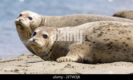 Alert Harbour Seals bereit, ins Wasser zu springen. Moss Landing, Monterey County, Kalifornien, USA. Stockfoto