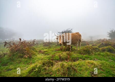 Kühe auf einem grasbewachsenen Feld an einem Nebelmorgen. Neblige Wiese grüne Landschaft Nebel Natur. Farm Feld Vieh Weide Gras Panorama. Stockfoto