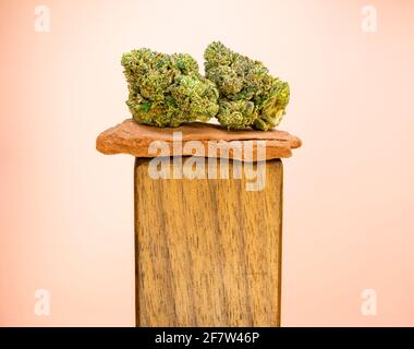 Zwei große Knospen von Marihuana ruhen auf einem roten Sandstein und einem Holzständer. Gedreht vor pfirsichfarbenem Hintergrund Stockfoto