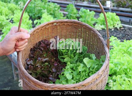 Hand des Bauern hält einen Korb mit frisch geernteten, sortierten Salaten Stockfoto