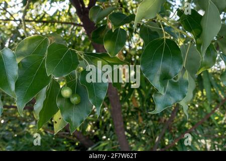 Eine Nahaufnahme von Kampfer Lorbeersamen und Blättern. Cinnamomum camphora ist eine immergrüne Baumart, die allgemein unter den Namen camphor bekannt ist Stockfoto