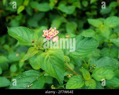 Lantana camara (geläufige lantana) ist eine blühende Pflanze aus der Familie der Verbenaceae (Verbenaceae), die in den amerikanischen Tropen beheimatet ist. Stockfoto