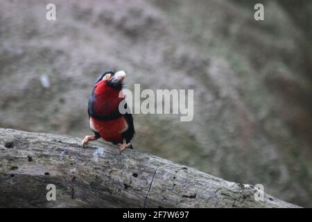 Selektive Fokusaufnahme eines bärtigen Barbets, der auf einem Baum thront Stockfoto