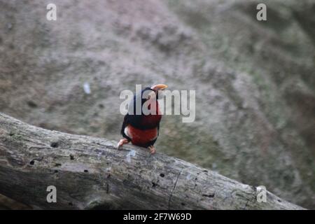 Selektive Fokusaufnahme eines bärtigen Barbets, der auf einem Baum thront Stockfoto