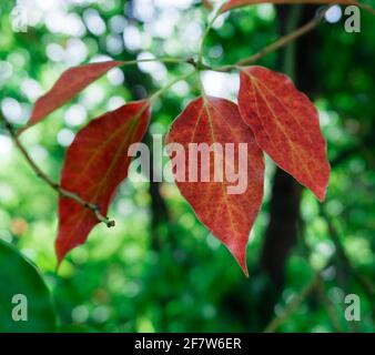 Eine Nahaufnahme von Lamphorlaurel-Blättern, die rot wurden. Cinnamomum camphora ist eine immergrüne Baumart, die allgemein unter den Namen c bekannt ist Stockfoto