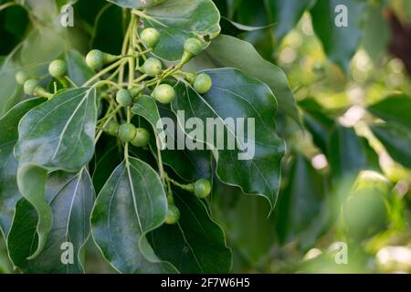 Eine Nahaufnahme von Kampfer Lorbeersamen und Blättern. Cinnamomum camphora ist eine immergrüne Baumart, die allgemein unter den Namen camphor bekannt ist Stockfoto